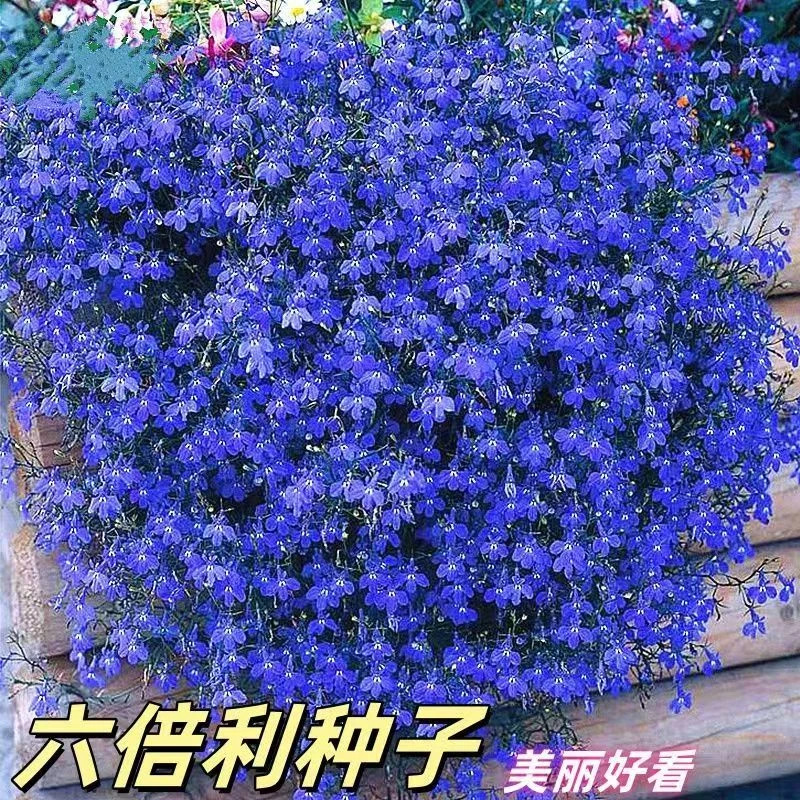 六倍利种子花卉盆栽易活爆盆室内外观植物四季开花种籽子庭院阳台