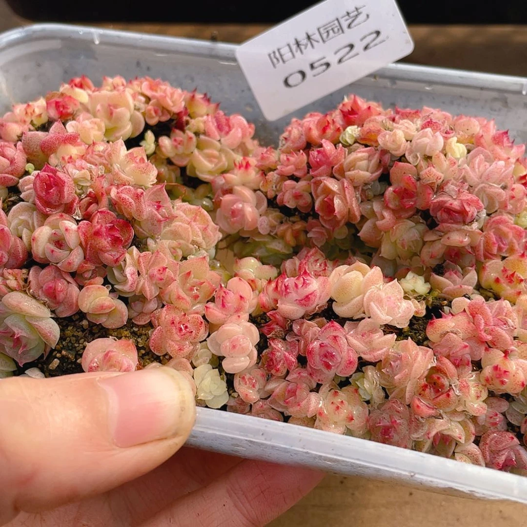 多肉植物多肉植物522