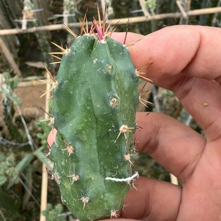 277玫红美花角一个无根侧牙软，20包邮