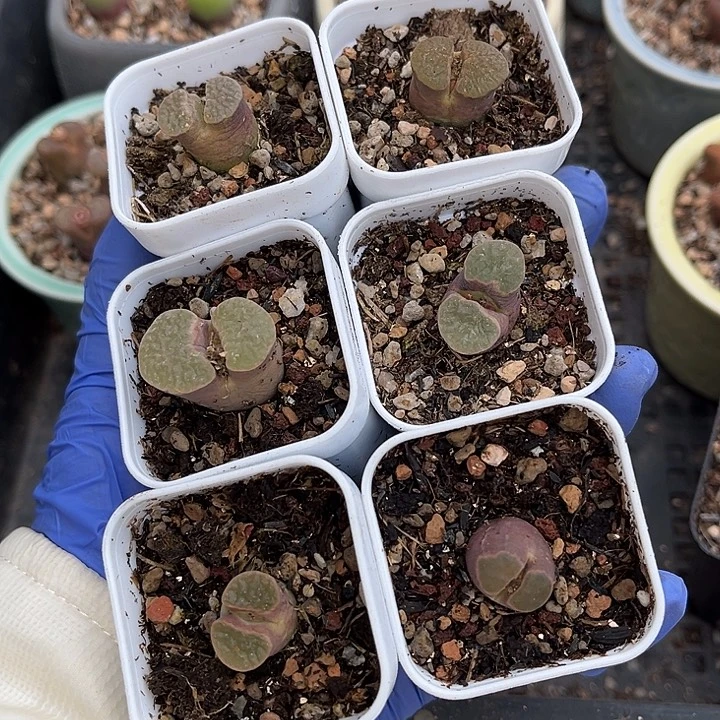 脱土发，满28包邮。磁铁