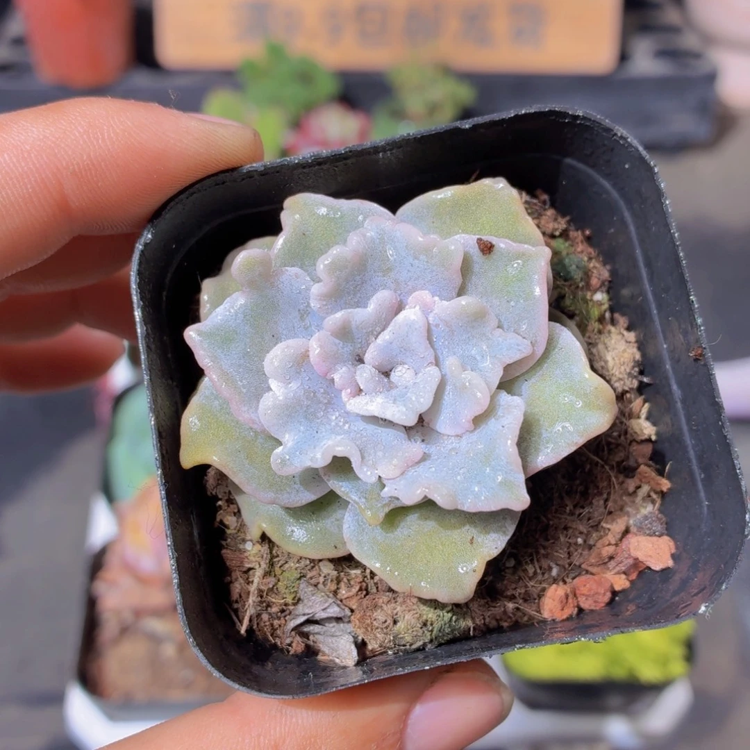 白饺子皮多肉9.9包邮发货