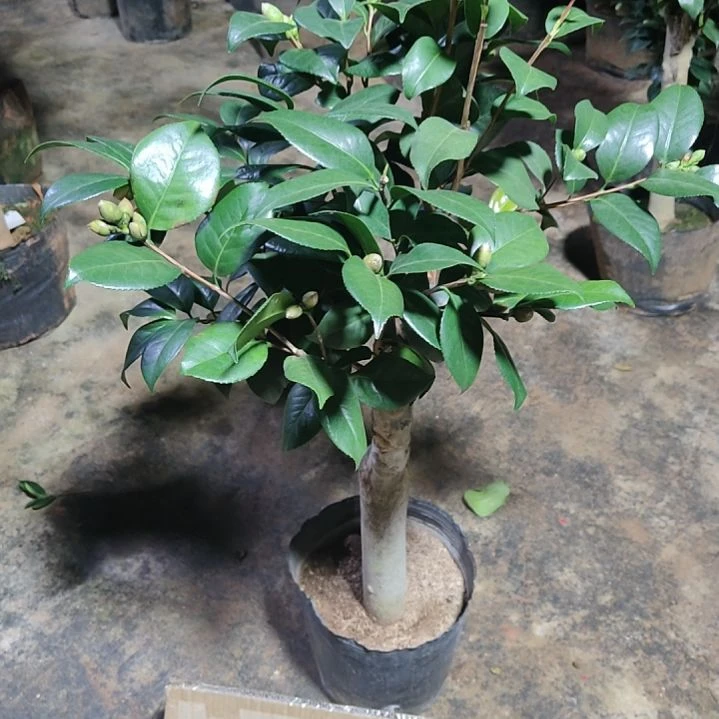 全部花苞四品混接不包邮