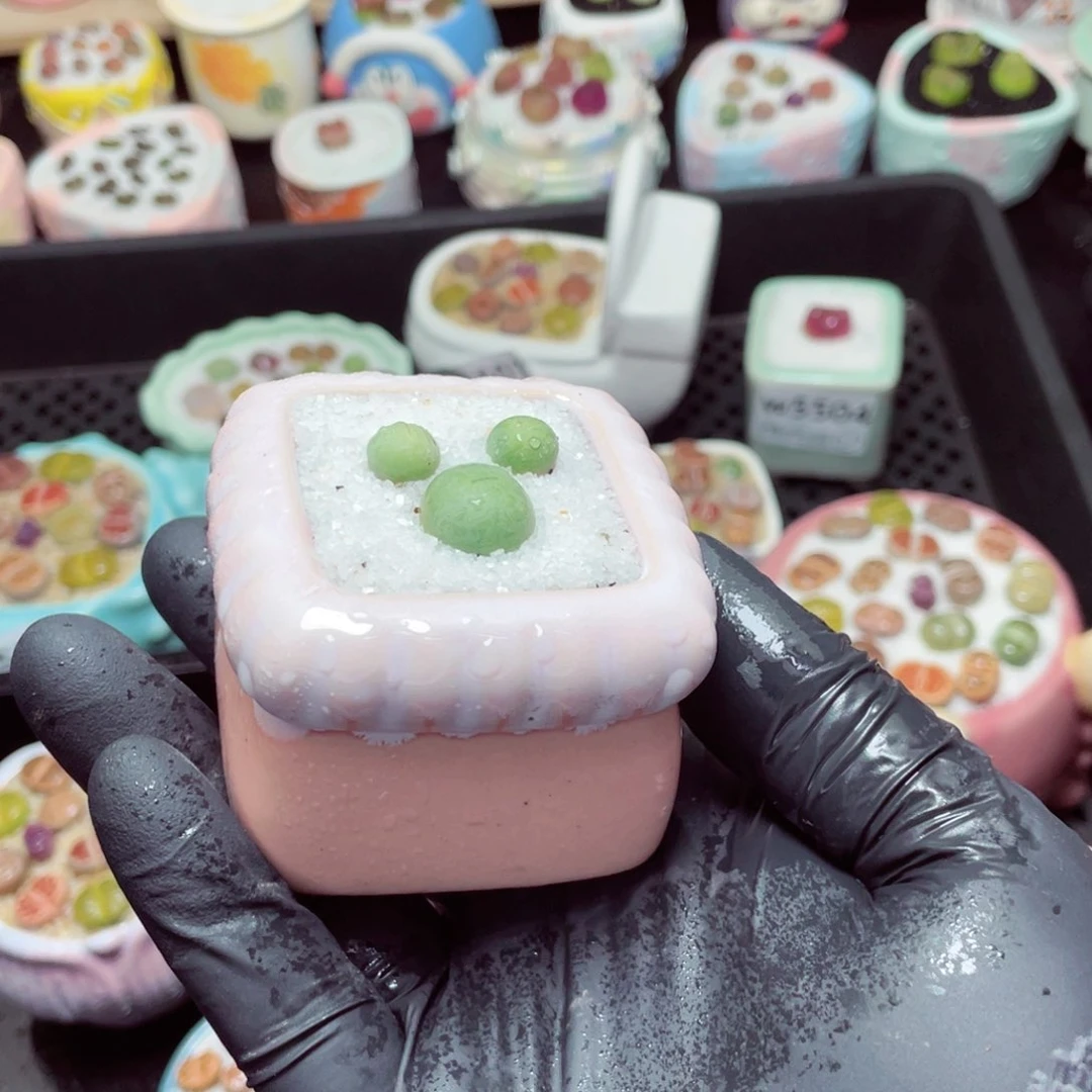 w5510-带盆土发货，零下地区拍保温箱