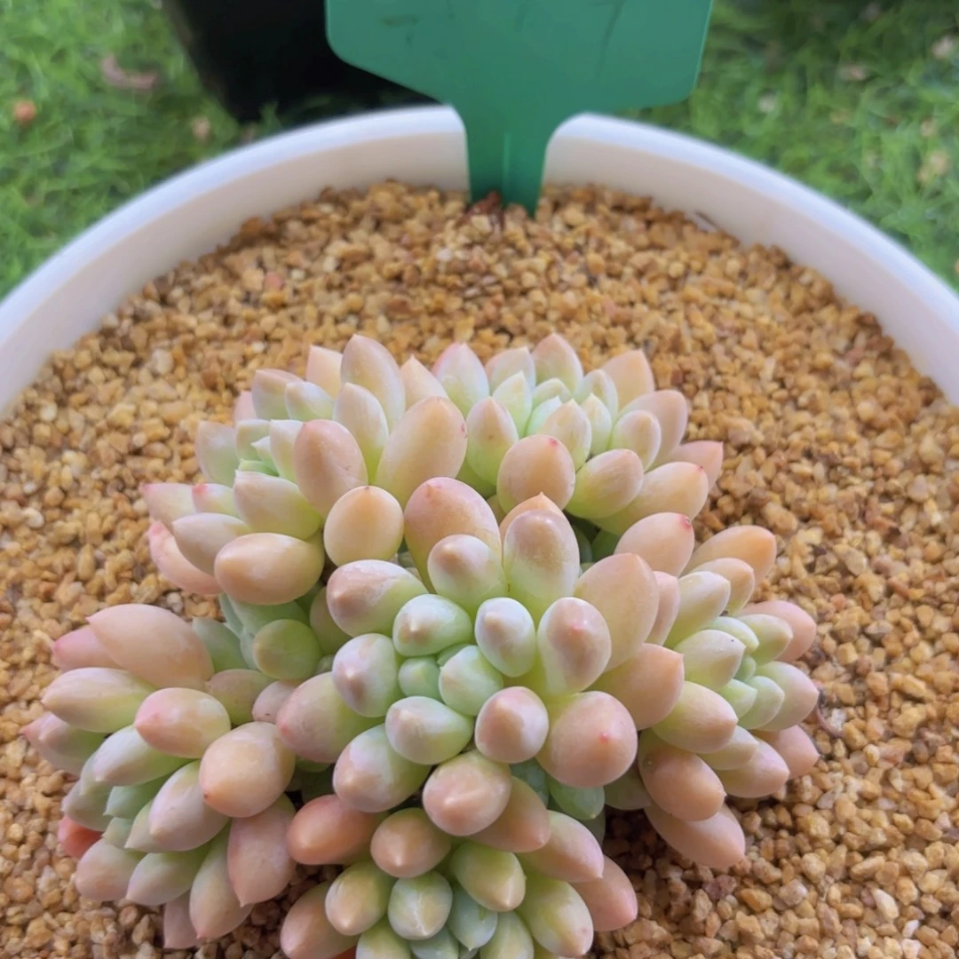 鸽***吻我的小可爱们都好可爱
