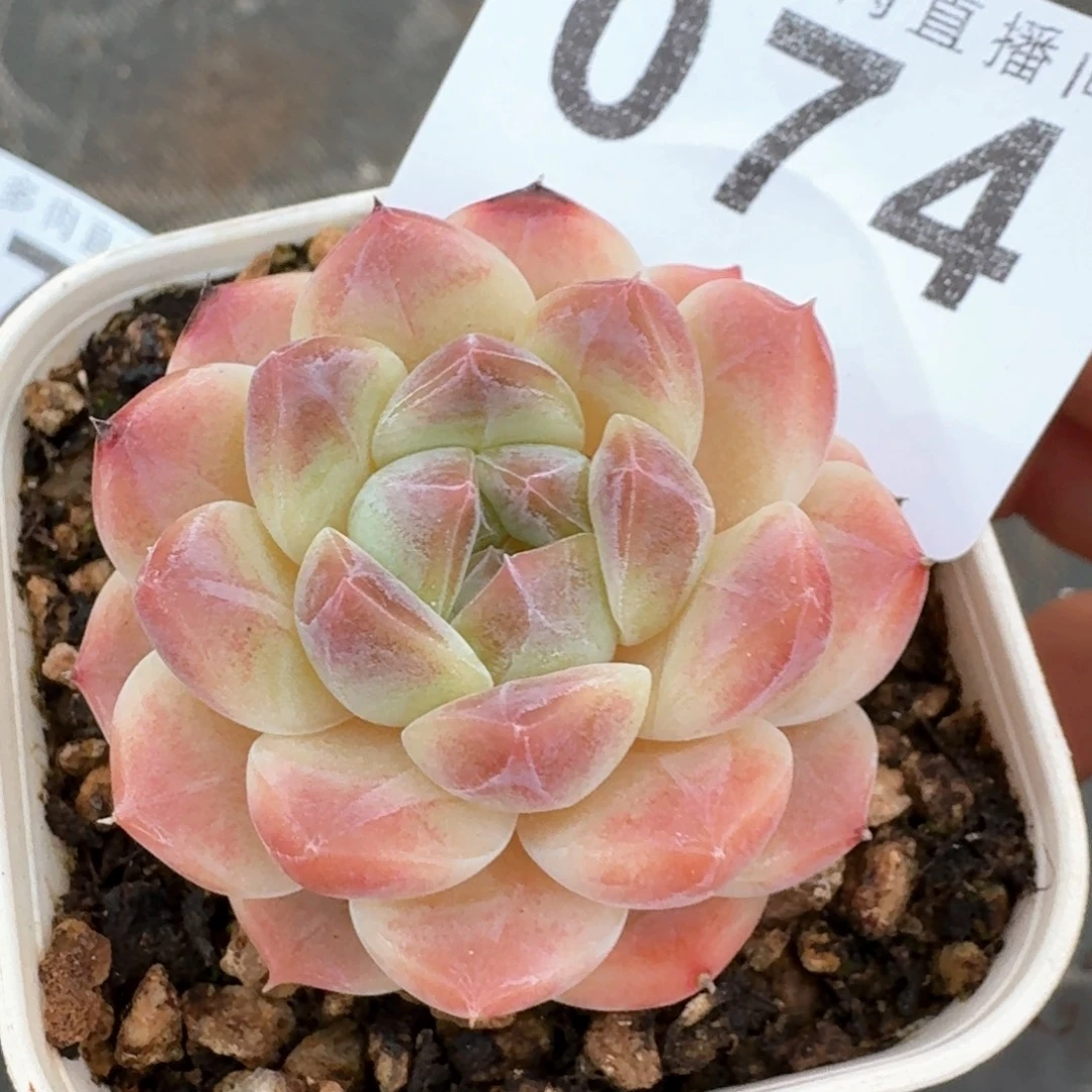 西瓜冰魄            多肉植物