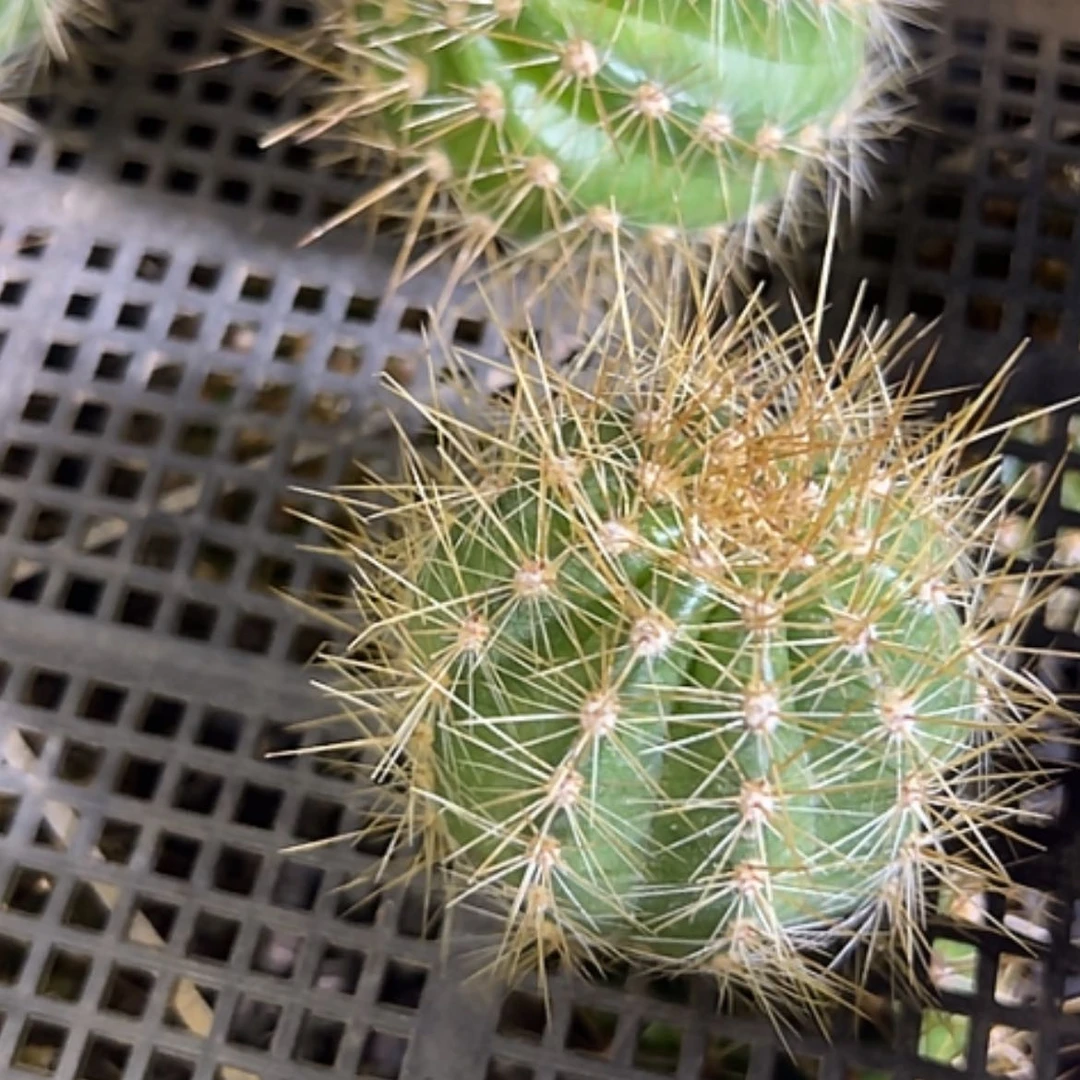 【闪购商品】荷花粉