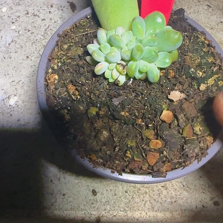 喧橙色奇迹555多肉植物