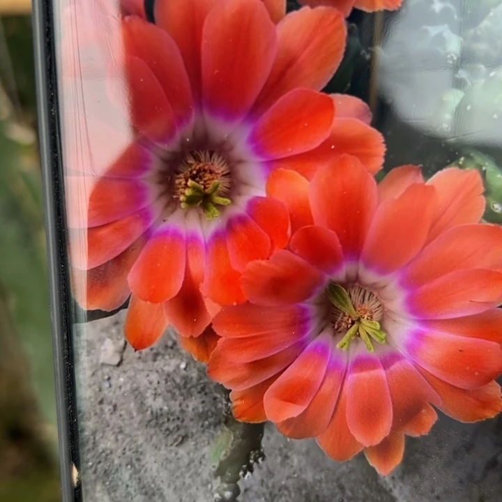 57橘色水仙无根侧芽5公分左右20包邮