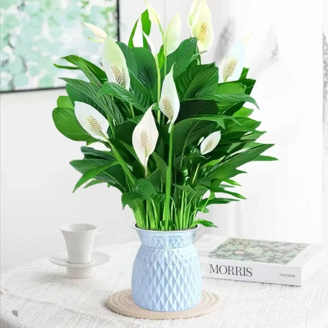 【送花盆】白掌一帆风顺水培植物盆栽办公室内桌面花卉绿植四季开花