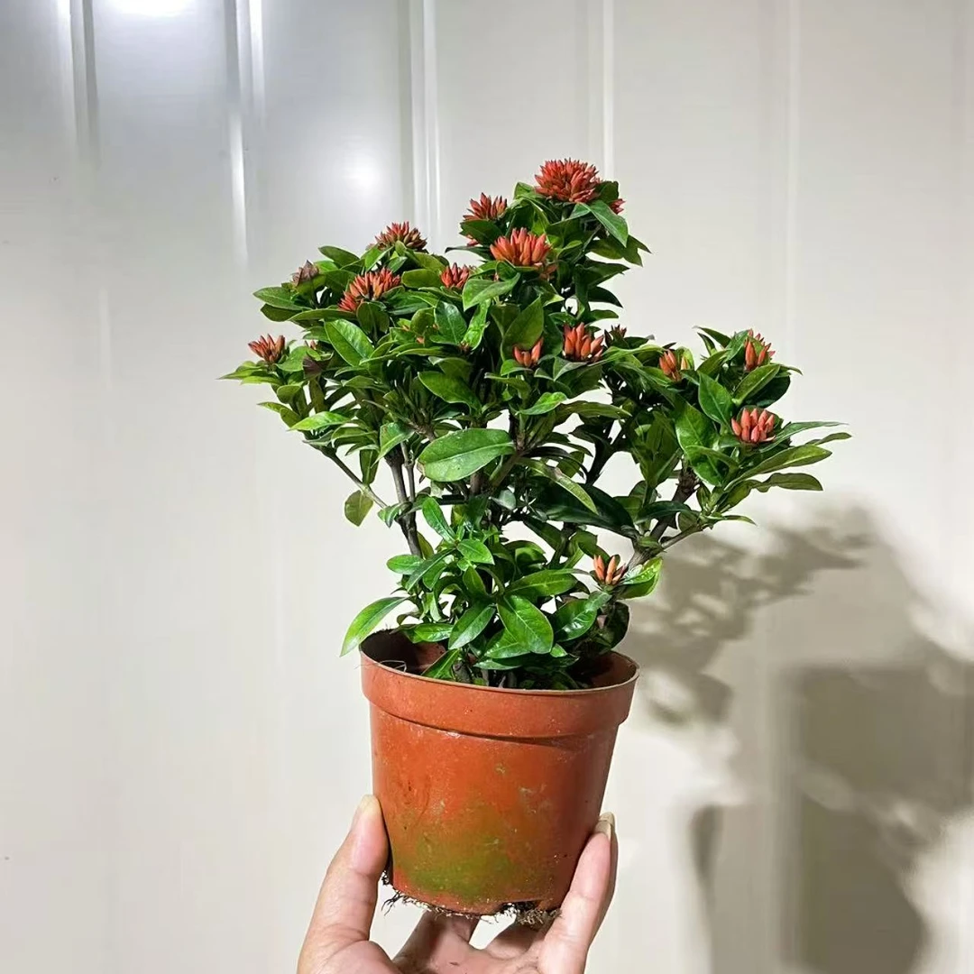 【精品桌面盆景】重瓣龙船花  改良品种