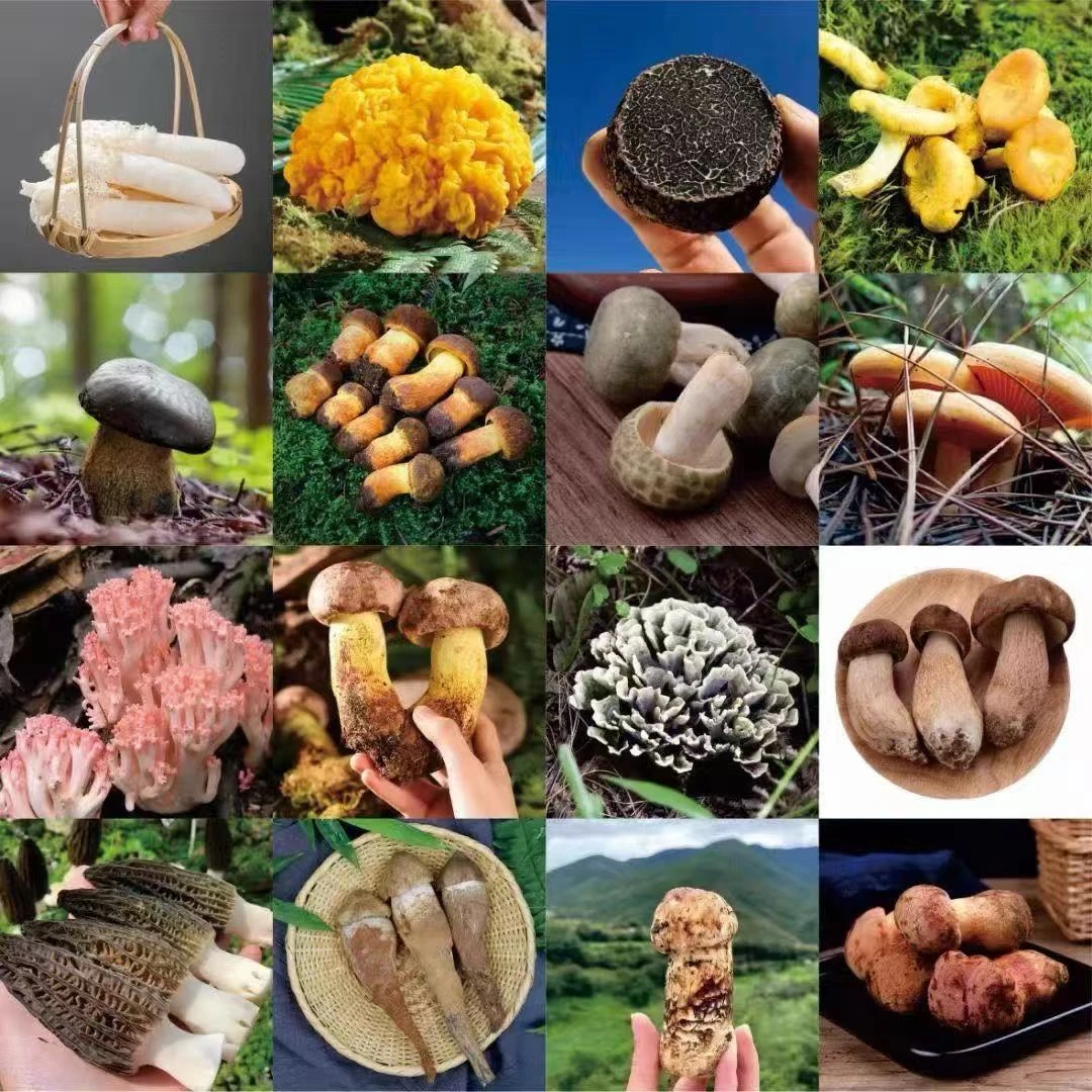 深山好货精选。代拍。香菇菌菇