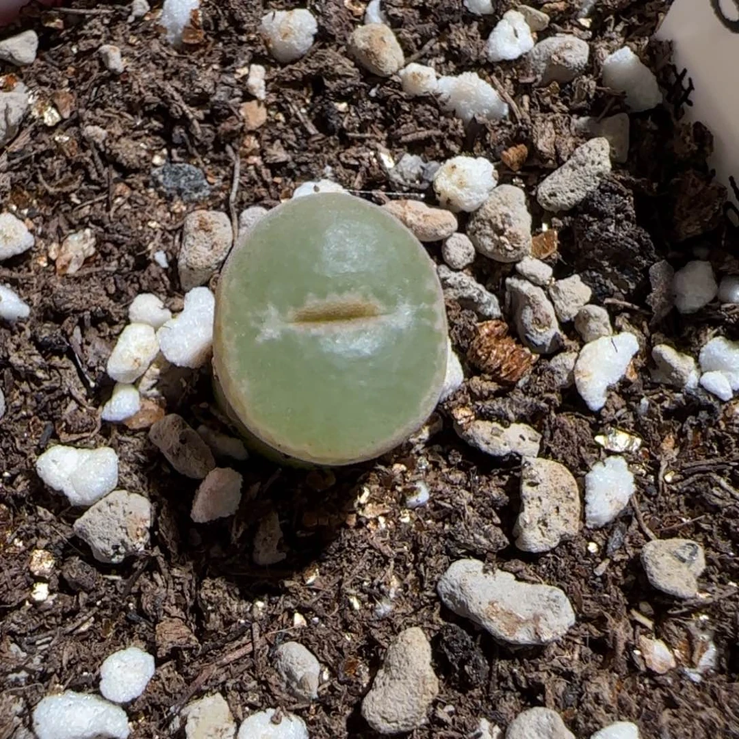 肉锥多肉植物组合-安格1440