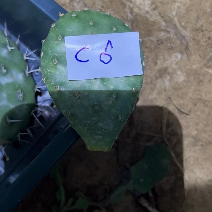 *****C6仙人掌叶片一个10