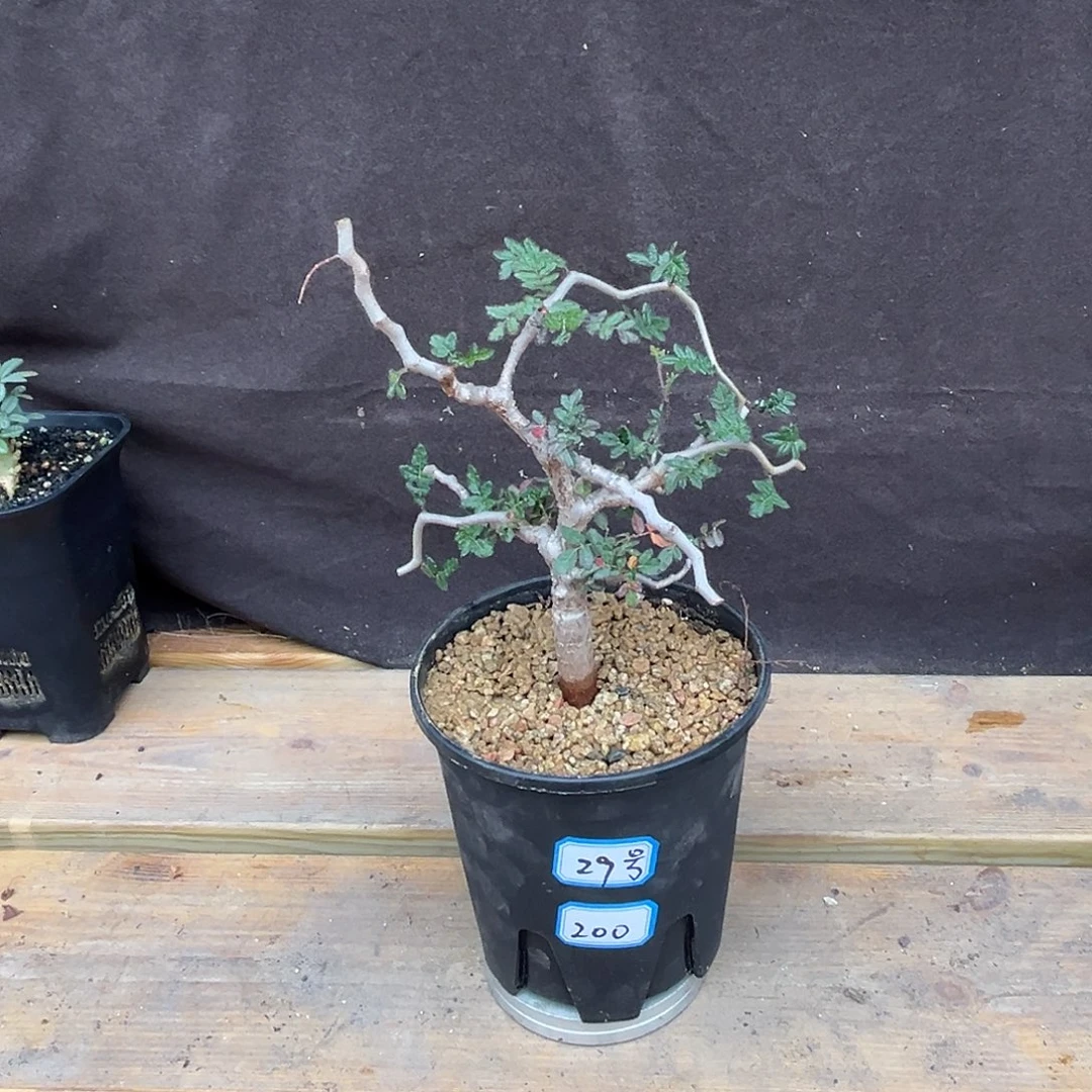 汤圆植物滔天橄榄29