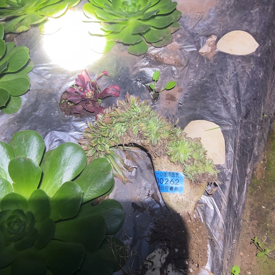 0262多肉植物、夕颜缀化