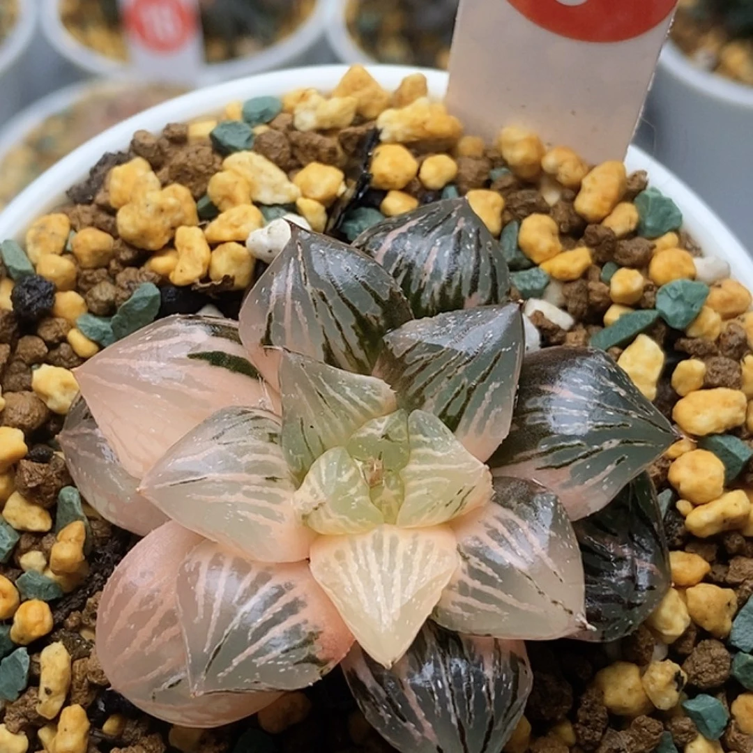 玉谭寿锦61111112111