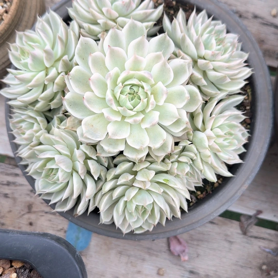 多肉植物多肉植物