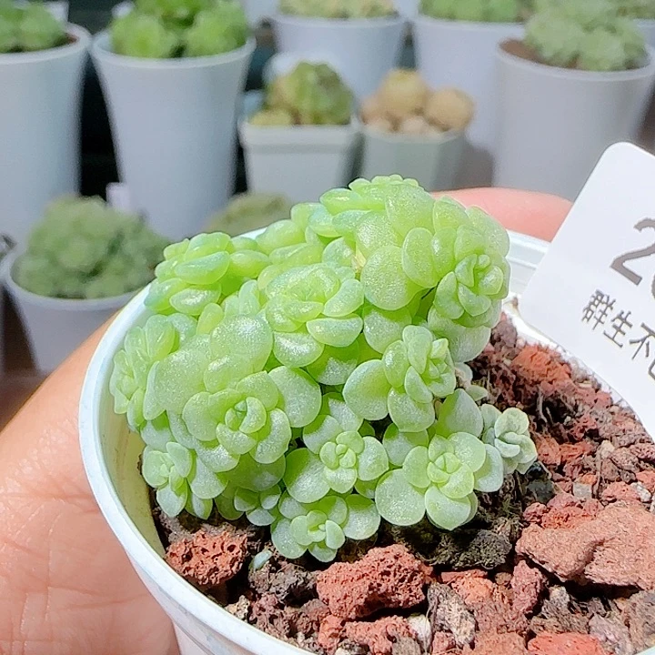 1108-201绿珍珠优选