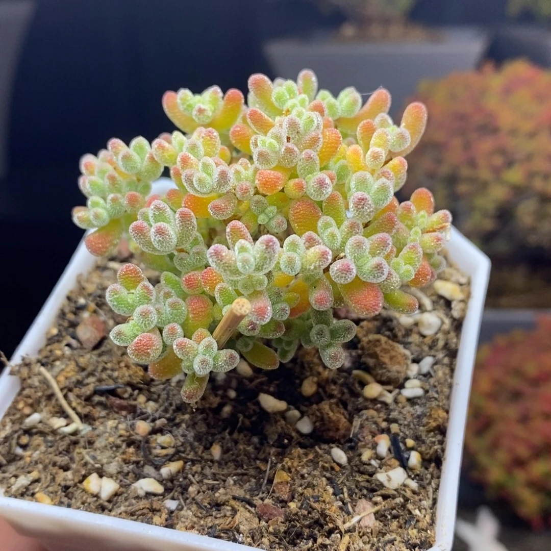 无花朵31号实生冰晶枝干