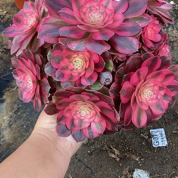 多肉植物荔枝304多肉