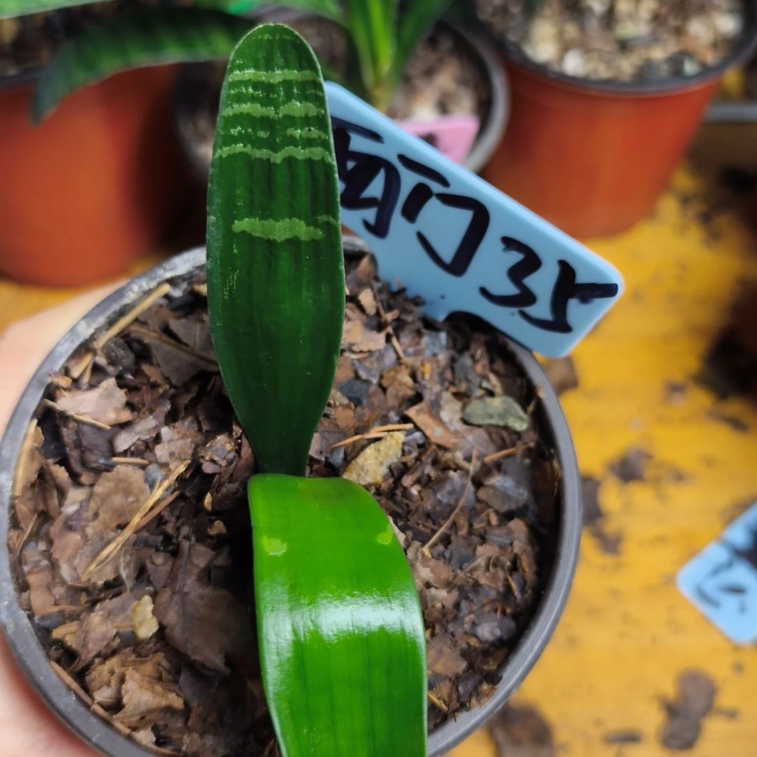 西***5完全开放君子兰直播带货王