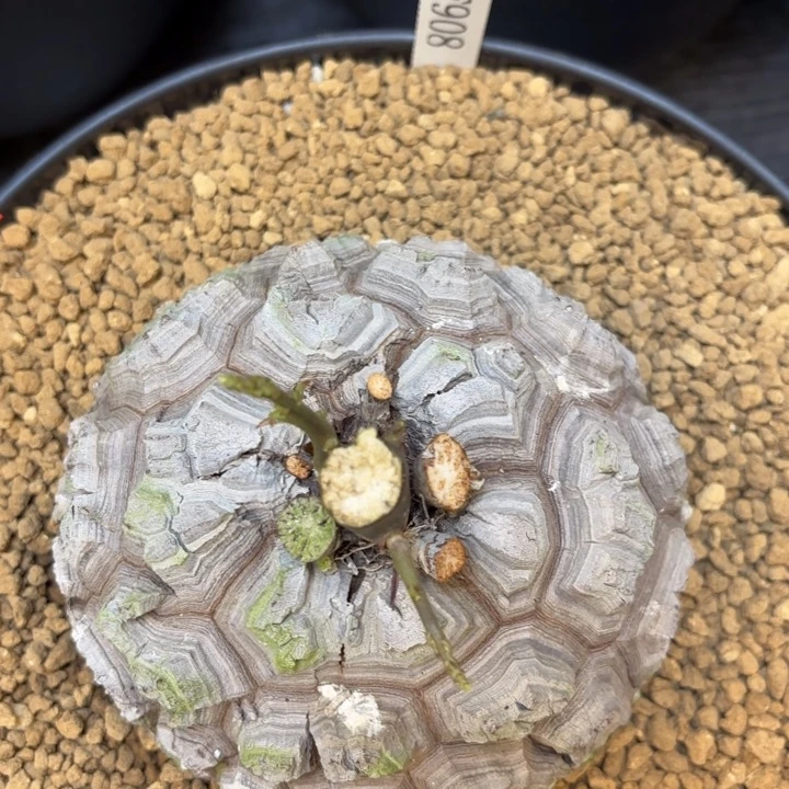 908精品龟甲龙不退不换