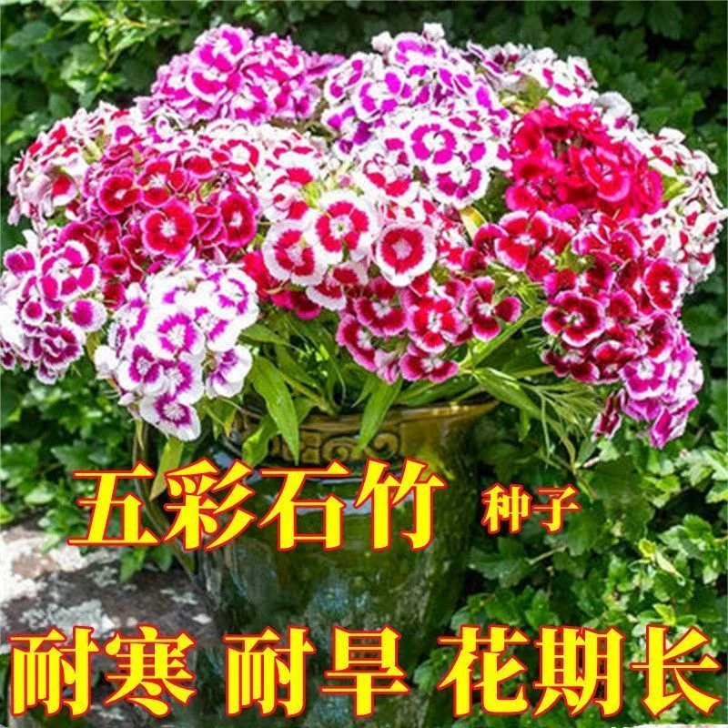 五彩石竹花种籽子欧石竹初吻四季易活耐寒盆栽美国常夏石竹花种子