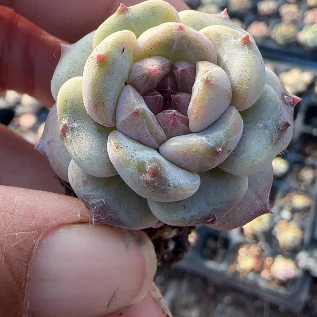 多肉小卡拉米糖心一物一拍