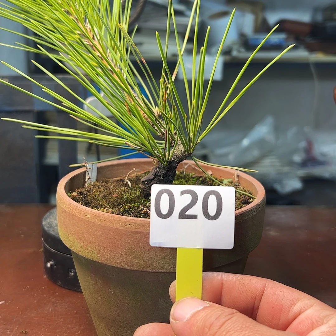 无花朵梦幻锦松1111