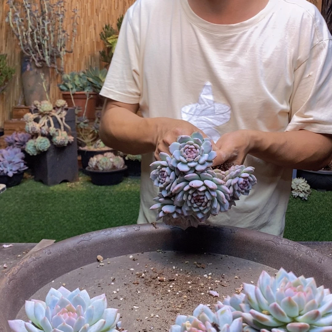 小**子123 号星星橙多肉