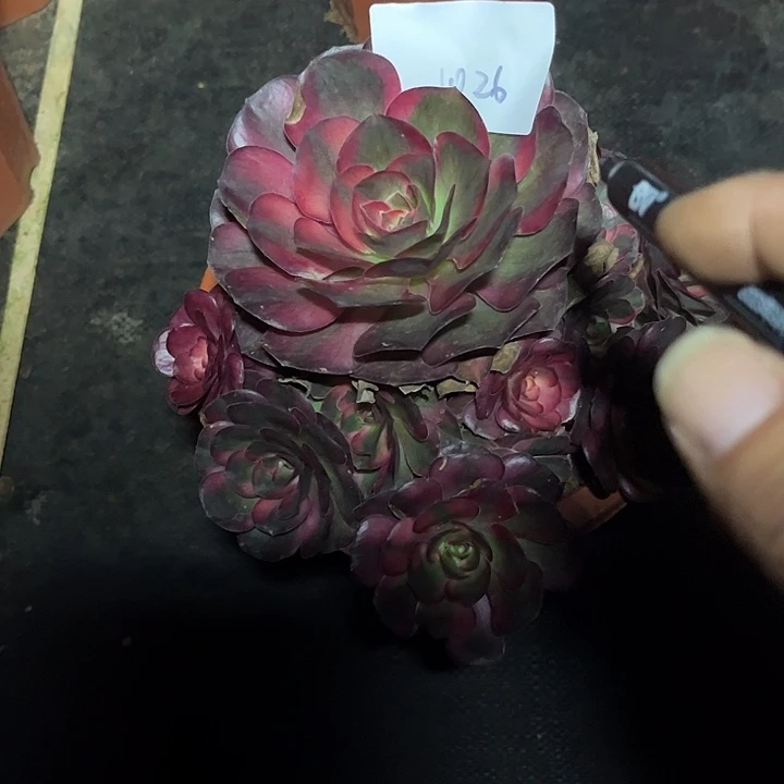 魅金多肉植物保护1026