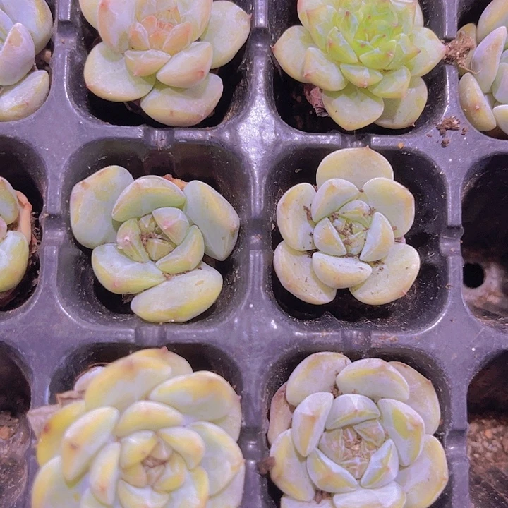 精品草莓冰沙一单两颗