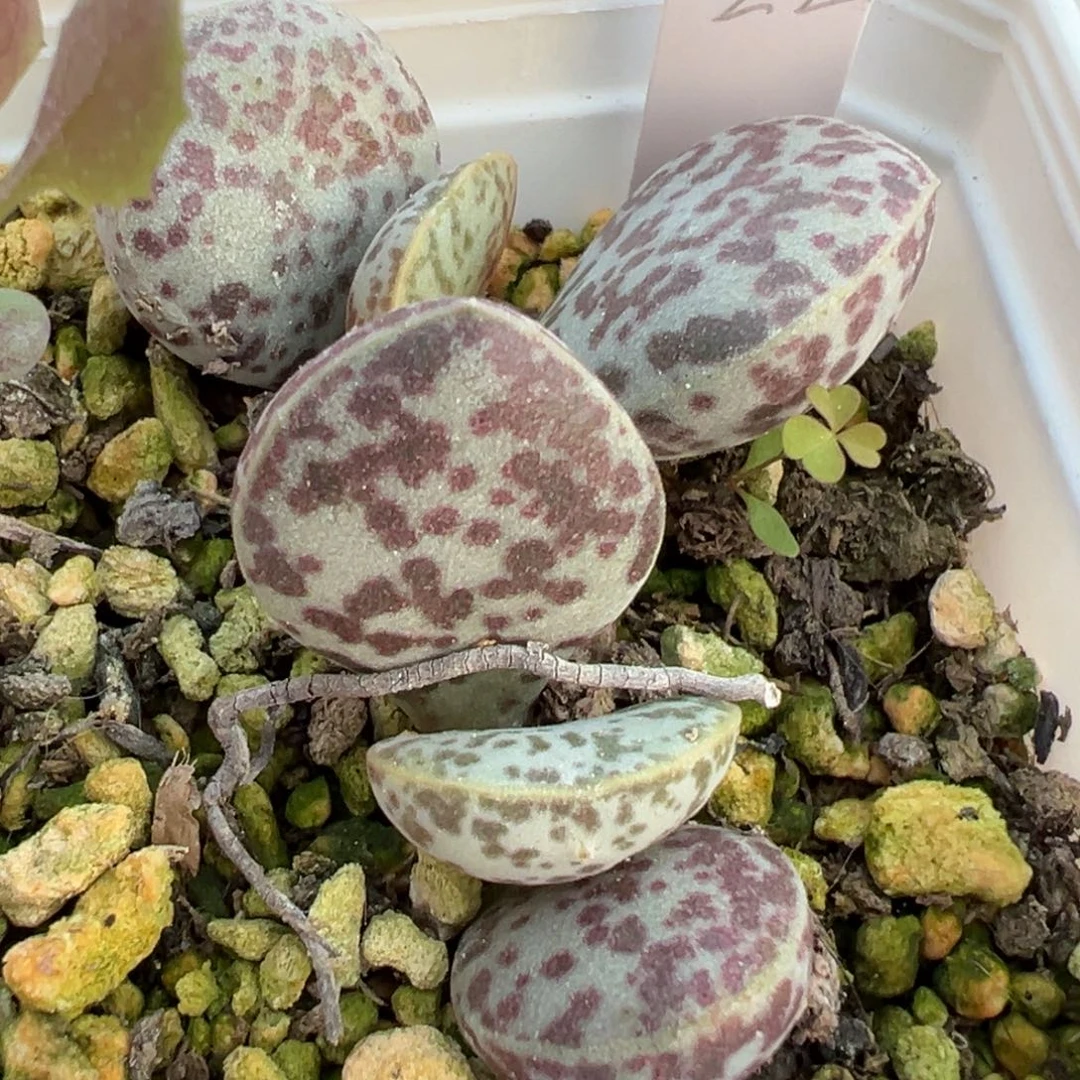 花蛋多肉植物水泡多肉植物水泡