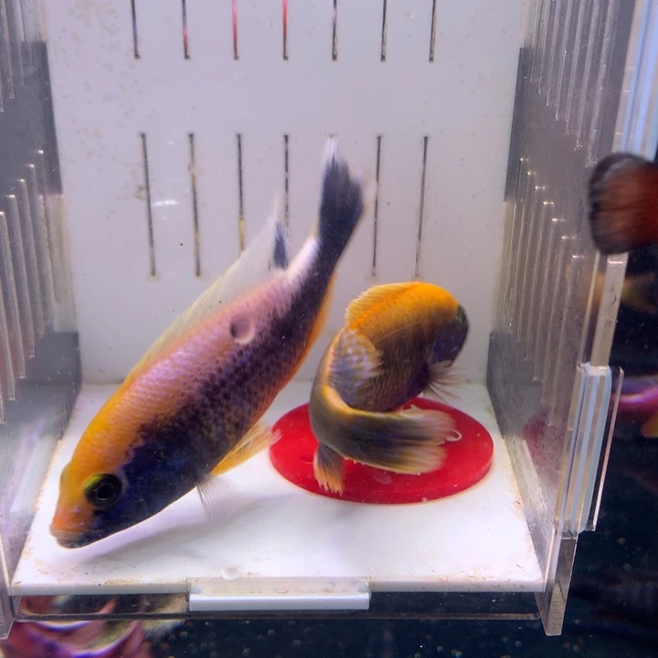 红宝石鱼直播54号包邮2条