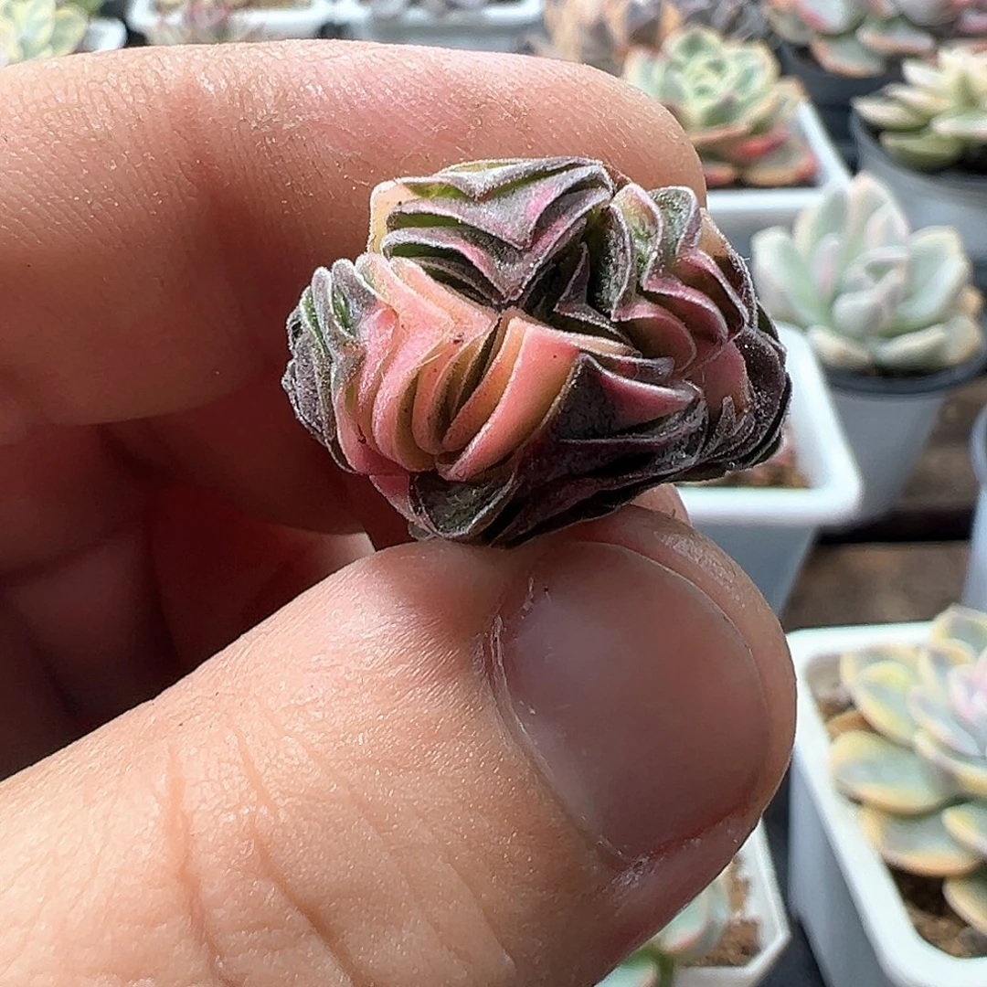方塔锦 小方花圃一物一拍