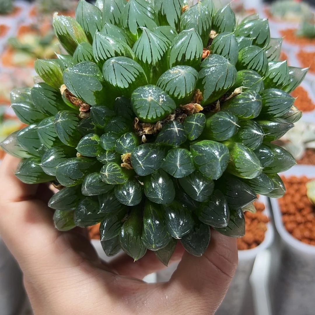 十二卷多肉实生水晶