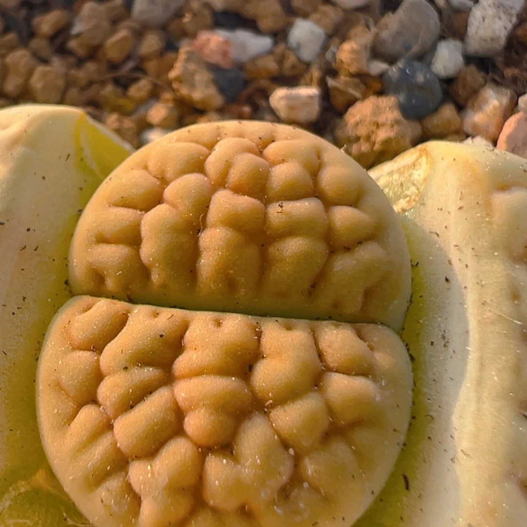 98多肉植物百科知识