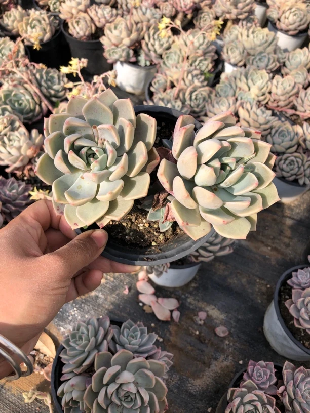 四盆多头红粉佳人多肉植物    全场满12.9包邮不满到付