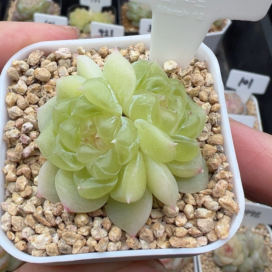 327号黄财 晗雨多肉