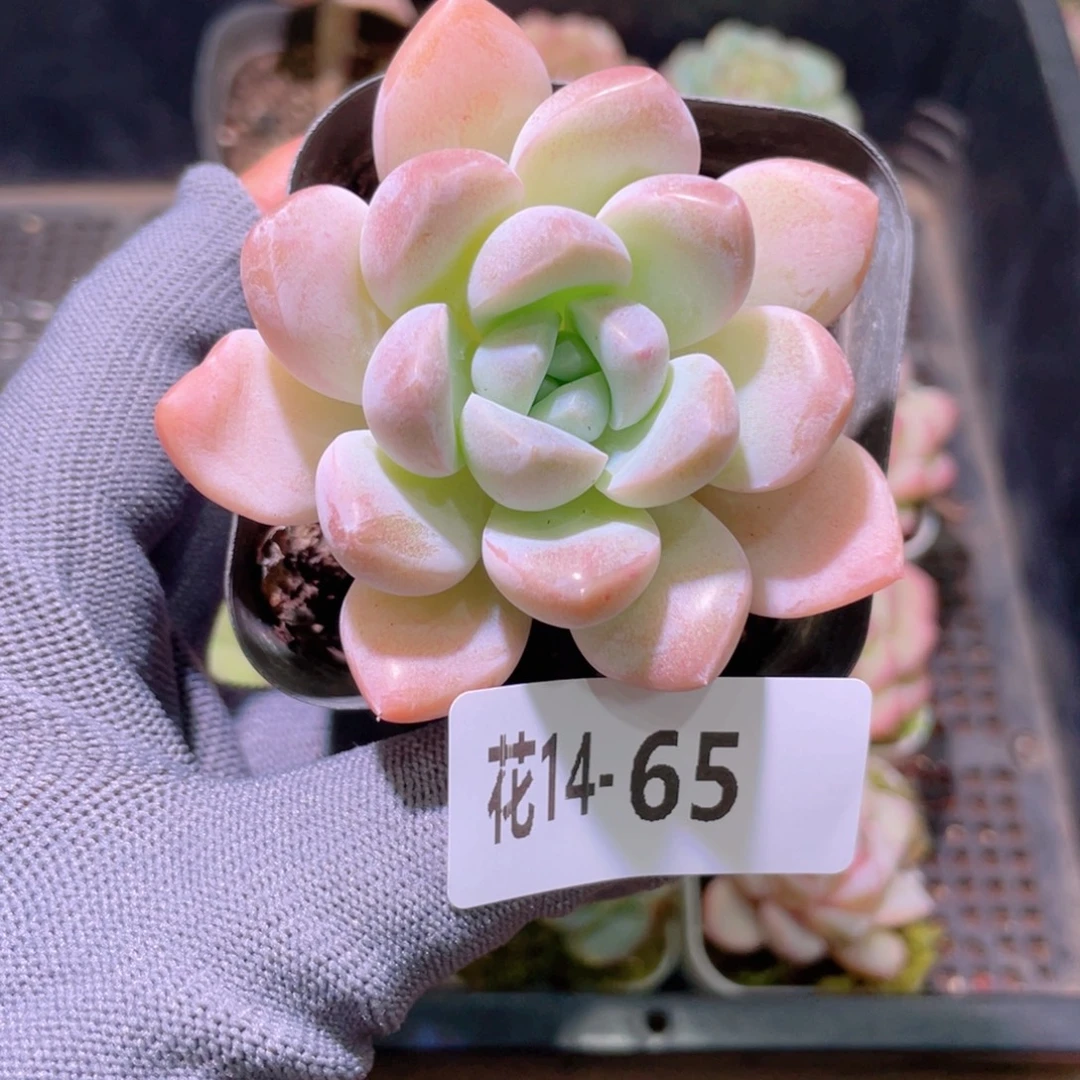 花利美14-65奶糖