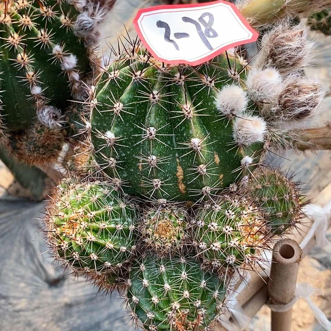 l*林彩78/脱土脱盆20包邮/