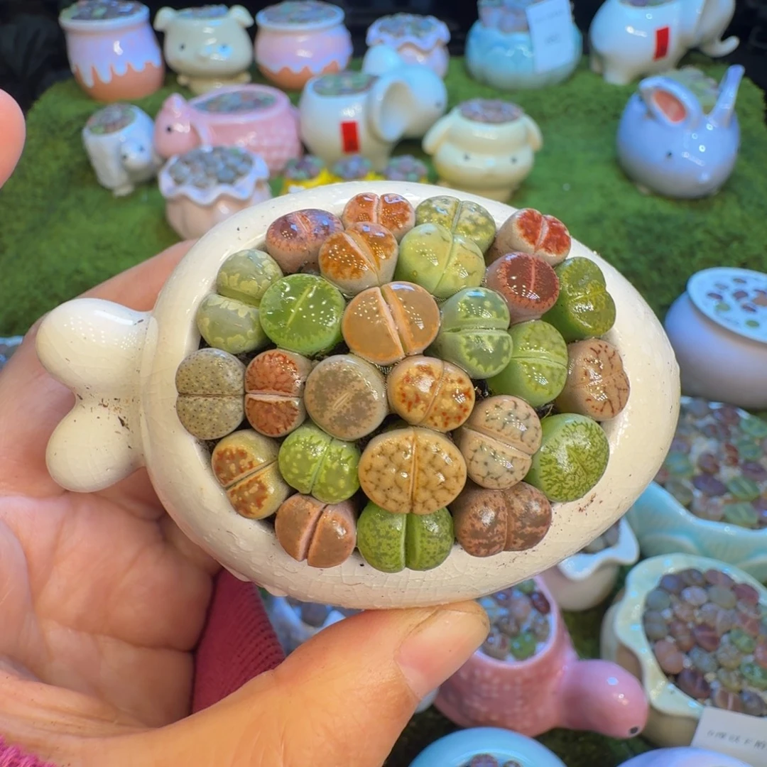 多肉植物福利冲690