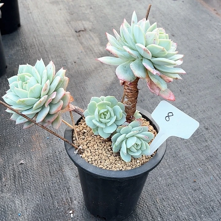 多肉植物，恋曲8号