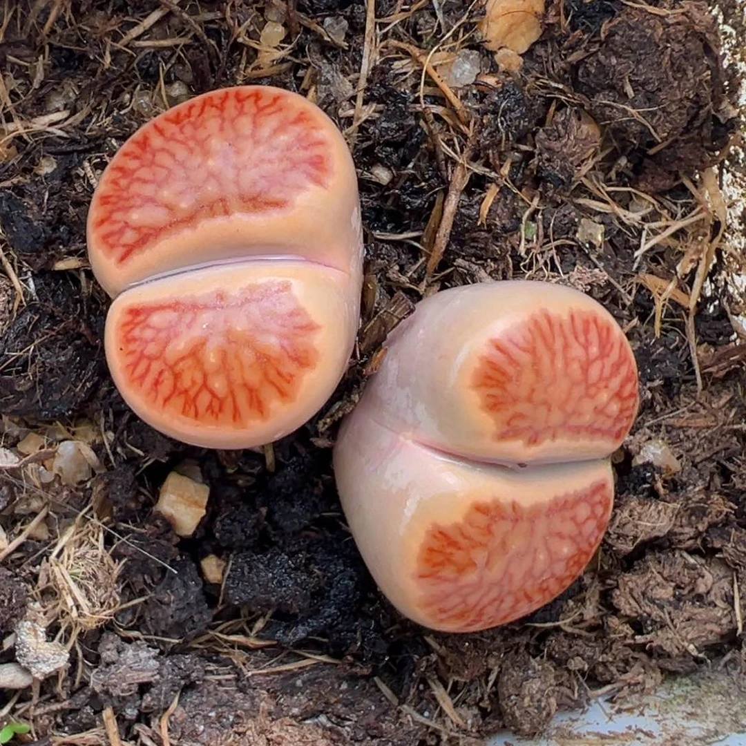 1.12好看的多肉623