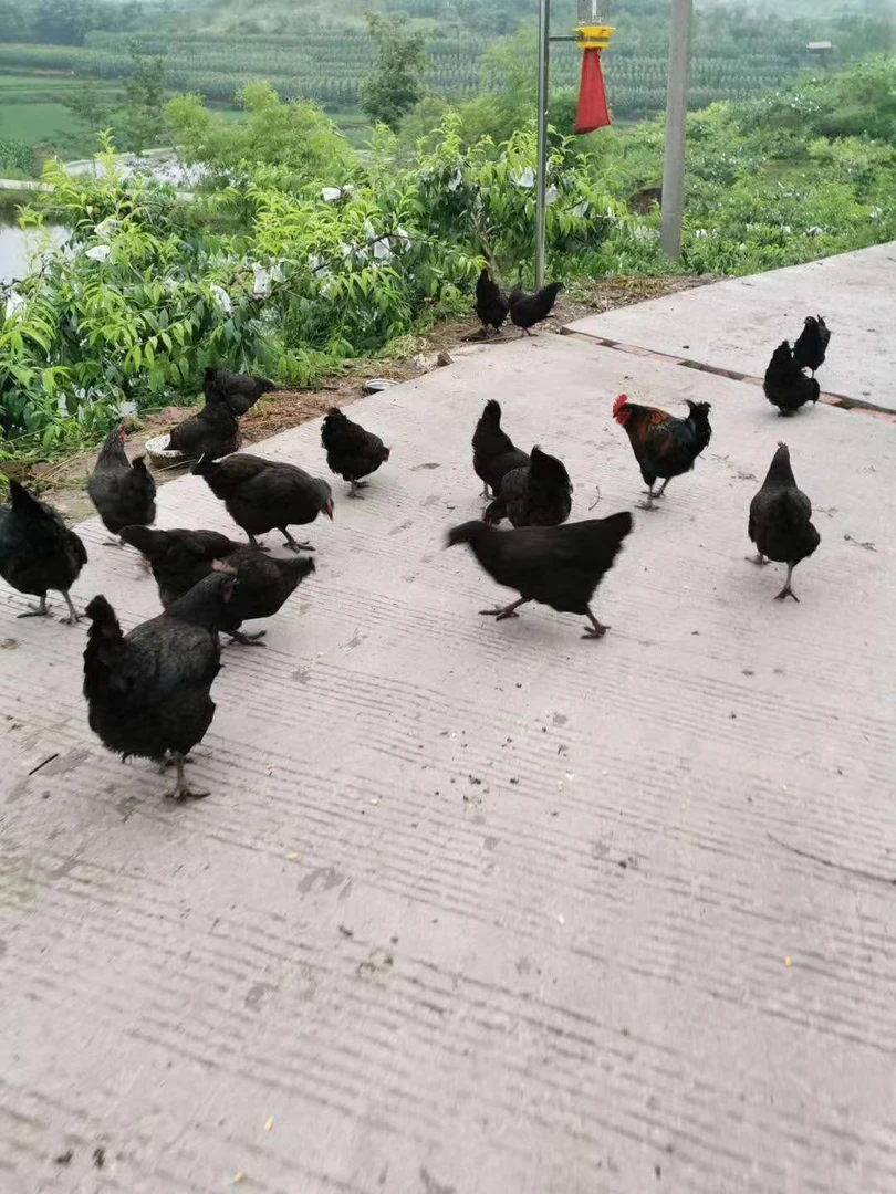 本村农户散养纯粮食土鸡跑山鸡现杀现发新鲜整鸡