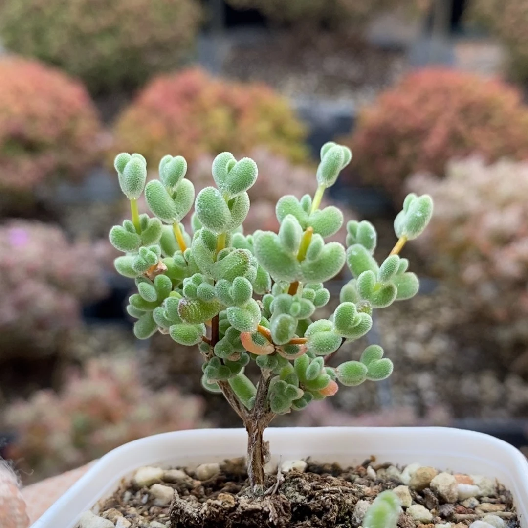 踏**梅莱斯4933枝干番杏