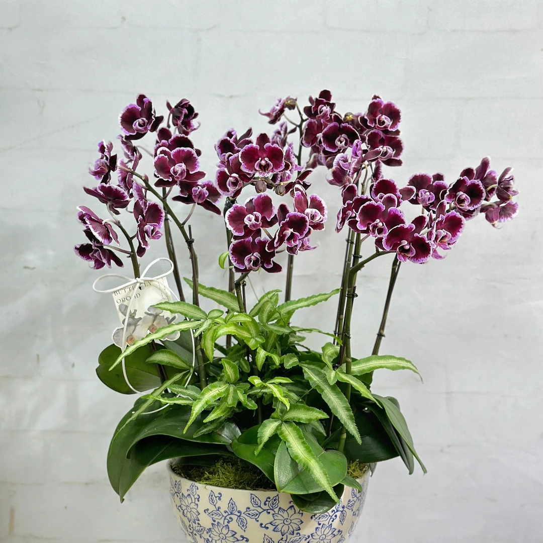 高品质蝴蝶兰【拉丁舞裙】黑红色系带花带苞发货 。