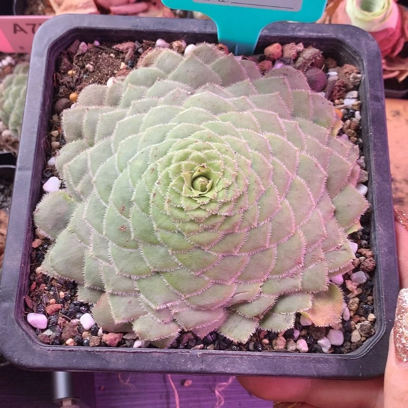 【闪购商品】是**呀明镜653