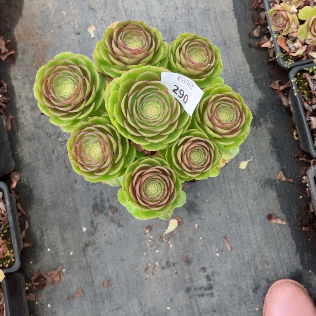 ?**?290 多肉植物法师锦