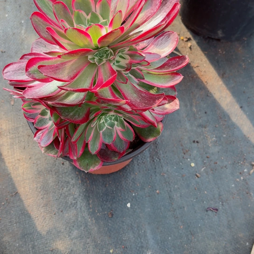 31法师锦多肉023孔雀翎